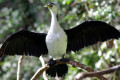 Little-Pied-Cormorant-Phalacrocorax-melanoleucos-3-Melb-Zoo-VIC