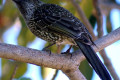 Little-Wattlebird-Anthochaera-chrysoptera-Eastern-race-Mel-VIC-2