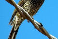 Little-Wattlebird-Anthochaera-chrysoptera-Eastern-race-Melbourne-VIC