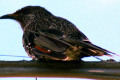 Little-Wattlebird-Anthochaera-chrysoptera-eastern-race-2-Lakes-Enytrance-VIC