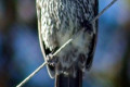 Little-Wattlebird-Anthochaera-tasmanica-Bicheno-TAS