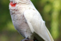 Long-billed-Corella-Cacatua-tenuirostris-1-Healesville-VIC