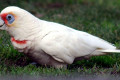 Long-billed-Corella-Cacatua-tenuirostris-2-Healesville-VIC