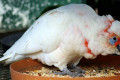 Long-billed-Corella-Cacatua-tenuirostris-2-Natureworld-Bicheno-TAS