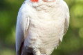 Long-billed-Corella-Cacatua-tenuirostris-3-Healesville-VIC