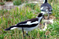 Magpie-Lark-Pee-Wee-Male-1-Kingston-SE-SA