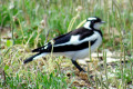 Magpie-Lark-Pee-Wee-Male-2-Kingston-SE-SA