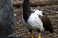 Magpie-goose-Anseranas-semipalmata-1-Kyabram-Fauna-Park-VIC