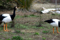 Magpie-goose-Anseranas-semipalmata-2-Male-left-Kyabram-Fauna-Park-VIC