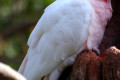 Major-Mitchells-Cockatoo-Lophochroa-leadbeateri-2-Melb-Zoo-VIC