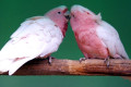 Major-Mitchells-Cockatoo-Lophochroa-leadbeateri-Leadbeaters-Cockatoo-Pink-Cockatoo-Ballarat-Bird-World-VIC