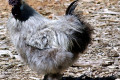 Male-Silky-2-Wagga-Zoo-NSW