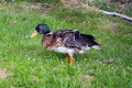 Mallard-Duck-X-1-Waratah-TAS