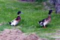 Mallard-Ducks-2-Waratah-TAS