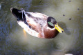 Mallard-drake-1-Wagga-Zoo-NSW