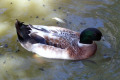 Mallard-drake-2-Wagga-Zoo-NSW