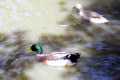 Mallard-drake-and-hen-1-Wagga-Zoo-NSW