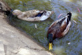 Mallard-drake-right-and-hen-2-Wagga-Zoo-NSW