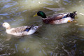 Mallard-hen-and-drake-Wagga-Zoo-NSW