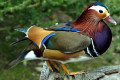 Mandarin-Duck-Aix-galericulata-Drake-Natureworld-Bicheno-TAS