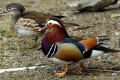 Mandarin-Duck-Aix-galericulata-Female-and-Drake-1-Natureworld-Bicheno-TAS