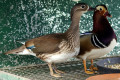 Mandarin-Duck-Aix-galericulata-Female-and-Drake-2-Natureworld-Bicheno-TAS