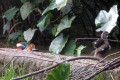 Mandarin-Ducks-Melbourne-Zoo