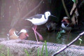 Mandarin-Ducks-with-Black-winged-Stilt-front-Melbourne-Zoo