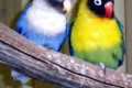 Masked-African-Lovebirds-aka-Black-masked-Lovebirds-Agapornis-Personatus-11-Zoo-Doo-TAS