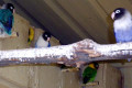 Masked-African-Lovebirds-aka-Black-masked-Lovebirds-Agapornis-Personatus-14-Zoo-Doo-TAS