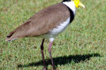 Masked-Lapwiing-Vanellus-miles-Race-B-Spur-winged-Lapwing-Masked-Plover-Bribie-Is-Qld