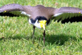 Masked-Lapwing-Masked-Plover-Vanellus-miles-1-Ulverstone-TAS