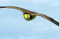 Masked-Lapwing-Masked-Plover-Vanellus-miles-4-Ulverstone-TAS