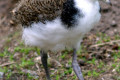 Masked-Lapwing-Spur-winged-Plover-Masked-Plover-Vanellus-miles-young-Natureworld-Bicheno-TAS