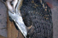 Masked-Owl-Lois-Tyto-novaehollandiae-1-Melb-Zoo-VIC