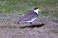 Masked-Plover-Masked-Lapwing-2