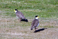 Masked-Plover-Masked-Lapwing