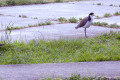 Masked-Plovers-Masked-Lapwings-Cygnet-TAS