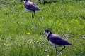 Masked-Plovers-Masked-Lapwings