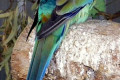 Mulga-Parrot-Psephotus-varius-Female-1-Tasmania-Zoo