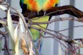 Mulga-Parrot-Psephotus-varius-Male-1-Tasmania-Zoo