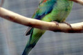 Mulga-Parrot-Psephotus-varius-Many-coloured-Parrot-1-Female-Kyabram-Fauna-Park-VIC