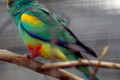 Mulga-Parrot-Psephotus-varius-Many-coloured-Parrot-2-Male-Kyabram-Fauna-Park-VIC