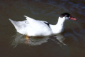 Muscovy-Duck-1-Lake-Nagambie-VIC