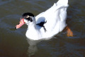 Muscovy-Duck-2-Lake-Nagambie-VIC