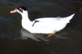 Muscovy-Duck-3-Lake-Nagambie-VIC