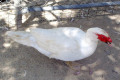 Muscovy-Duck-4-Wagga-Zoo-NSW