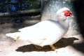 Muscovy-Duck-5-Wagga-Zoo-NSW