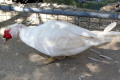 Muscovy-Duck-6-Wagga-Zoo-NSW