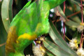 Musk-Lorikeet-Glossopsitta-concinna-2-Melbourne-VIC